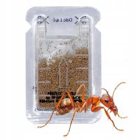 Фараон муравьиный яд кормушка с гранулами защита NEWPEST 1 шт.