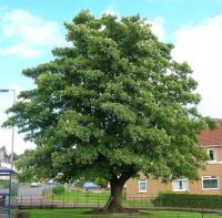 Клен платан Acer pseudoplatanus-семена 50 штук-10г.