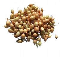 Cebula Dymka WOLSKA IV NA SZCZYPIOREK 500g NAJLEPSZA