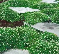 Кормушка ościsty лучше, чем трава, вечнозеленый