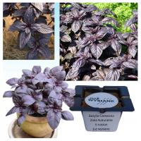 Базилик красный натуральные травы