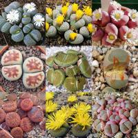 Живые камни микс 50 цветовых сортов (Lithops SP.) 20 семян