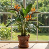 EGZOTYCZNA STRELITZIA REGINAE - RAJSKI PTAK! DUŻA SADZONKA, DONICZKA 12 CM!