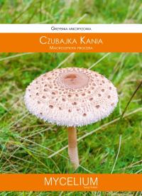 Чубайс кайт мицелий лесные грибы Mycelium