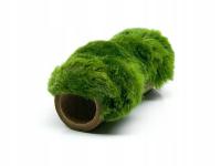 Gałęzatka na rurce bambusa Ozdoba z żywej rośliny Cladophora