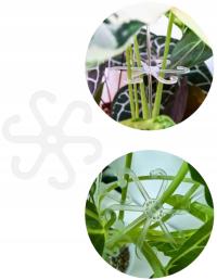 Chwytak 9,6 cm do roślin doniczkowych - 8-ramienny stabilizator liści i łod