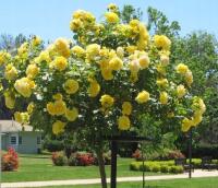 Пенная Роза желтая душистая 716