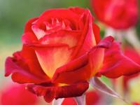 Róża wielkokwiatowa Bicolette sadzonki róż P11 czerwono-żółta