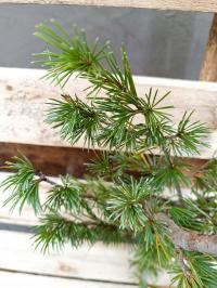 Cedrus Libani кедр ливанский рассада