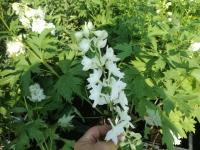 Ostróżka ogrodowa biała 1-168