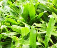 Kolendra Meksykańska (Eryngium Foetidum) Nasiona do sosów