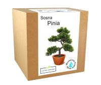 Набор для выращивания деревце Бонсай Сосна орех Pinia