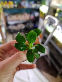 Anubias sp. nana petite sadzonka z uprawy podwodnej