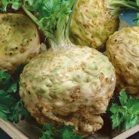 Seler korzeniowy Albin - średnio wczesny, na zbiór jesienny - nasiona