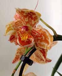 орхидея oncidium cambria 5