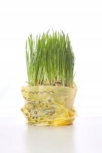 Ekologiczna trawka dla kota dla zwierząt wyrośnięta gotowa do spożycia