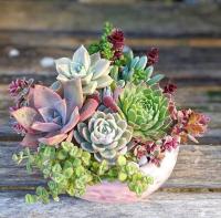 Красивые суккуленты Echeveria Mix красочный набор 5 шт