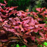 Людвигия репенс Рубин-тропика (корзина)