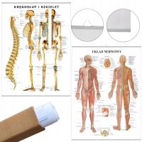 Доски анатомические доски скелет и нервы RU