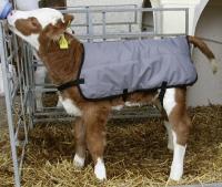 Derka dla cieląt 80 cm VV14156