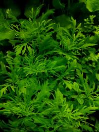 Hygrophila difformis z hodowli podwodnej