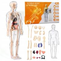 Edukacyjny Szkielet Model Anatomiczny Ludzkiego Ciała Organy Wewnętrzne 3D