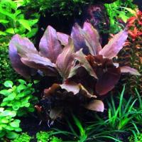 Lagenandra meeboldii RED z in vitro sadzonka NAJTANIEJ