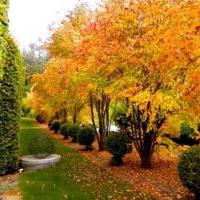 Grujecznik japoński-ciasteczkowe drzewo zapach P9