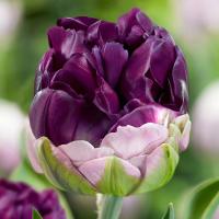 Ледяной тюльпан полный Wow Blue 3 шт тюльпаны луковицы тюльпанов луковицы