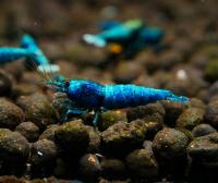 Krewetki Deep Blue Bolt