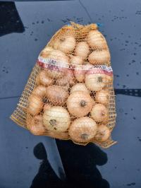 cebula świeża 5 kg OD ROLNIKA