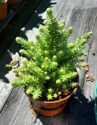 ~Седум серебристый - синий Sedum Rupestre ' Blue Spruce для рокариев скидки