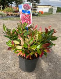 KIŚCIEŃ ZIMOZIELONY ZEBLID CZERWONY DUZA SADZONKA 30-40cm NIE ZRZUCA LISCI