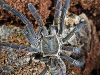Cyriopagopus vonwirthi SpidersForge)