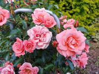 Róża rabatowa Fredensborg piękne łososiowe kwiaty C4