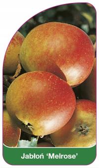 Jabłoń 'Melrose' etykiety szkółkarskie