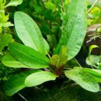 Echinodorus schlueteri Leopard (Żabienica Schluetera) - RA koszyk XXL