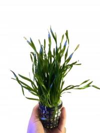 Valilisneria tortifolia - koszyk