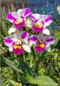 Storczyk Cattleya (Rlc.) Siam Song Pink Lady, pachnie (40 L)