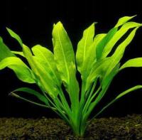 Echinodorus blecheri - Żabienica Blechera 35-40 cm !!!