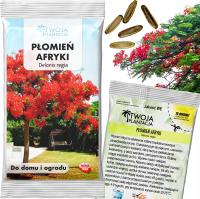 Пламя африканских семян Delonix Regia бонсай экзотическое дерево дома 5 шт