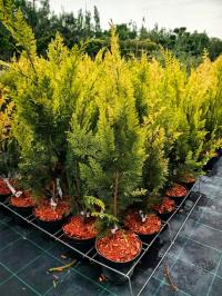 Кипарис Lawson IVONNE красивая здоровая рассада