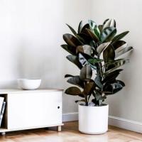 Фикус Чернолистный Абиджан фикус упругий хит