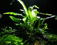 Pterydophyta X Kiat kolekcja od - fibell