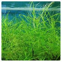 Pogostemon Octopus (Stellatus), koszyk XXL – efektowny tylny plan