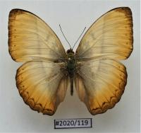 Бабочка Cymothoe reinholdi .