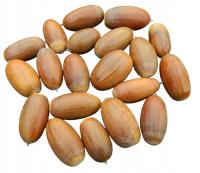 Żołędzie dębu szypułkowego Quercus Robur 9kg Mąka Kawa żołądź dekoracja