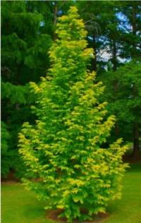 Metasekwoja chińska GOLDRUSH cytrynowo-żółta SZCZEPIONA