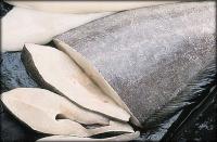 ПАЛТУС СВЕЖИЙ - КУСОК 1 КГ - СУПЕР ЦЕНА