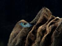 Креветки Carbon Blue Rili